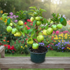 Grafted Allahabad Guava Live Plant Sapling