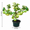 Grafted Allahabad Guava Live Plant Sapling