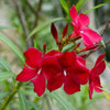Thai Kaner Live Plant Sapling