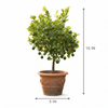 Macadamia Live Plant Sapling