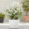 Snow Bush Plant Sapling