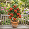 Rambutan Live Plant Sapling