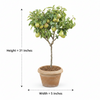 Pear Live Plant Sapling