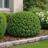 Boxwood Live Plant Sapling