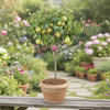 Pear Live Plant Sapling