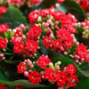Kalanchoe Live Plant Sapling