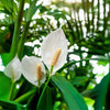 Peace Lily Live Plant Sapling