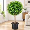 Makarand Ficus Live Plant Sapling