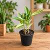 Variegated Calathea Live Plant Sapling