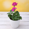 Garanium Plant Sapling