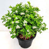Madhu Kamini Live Plant Sapling