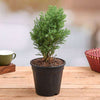 Green Cyprus Juniper Live Plant Sapling