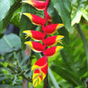 Heliconia Rostrata Live Plant Sapling