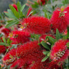Bottle Brush Live Plant Sapling