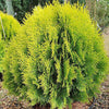 Variegated Thuja Plant