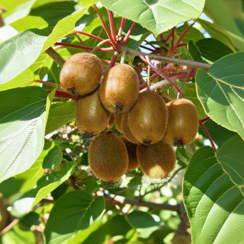 Kiwi Live Plant Sapling
