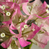 Variegated Bougainvillea – Pink Live Plant Sapling
