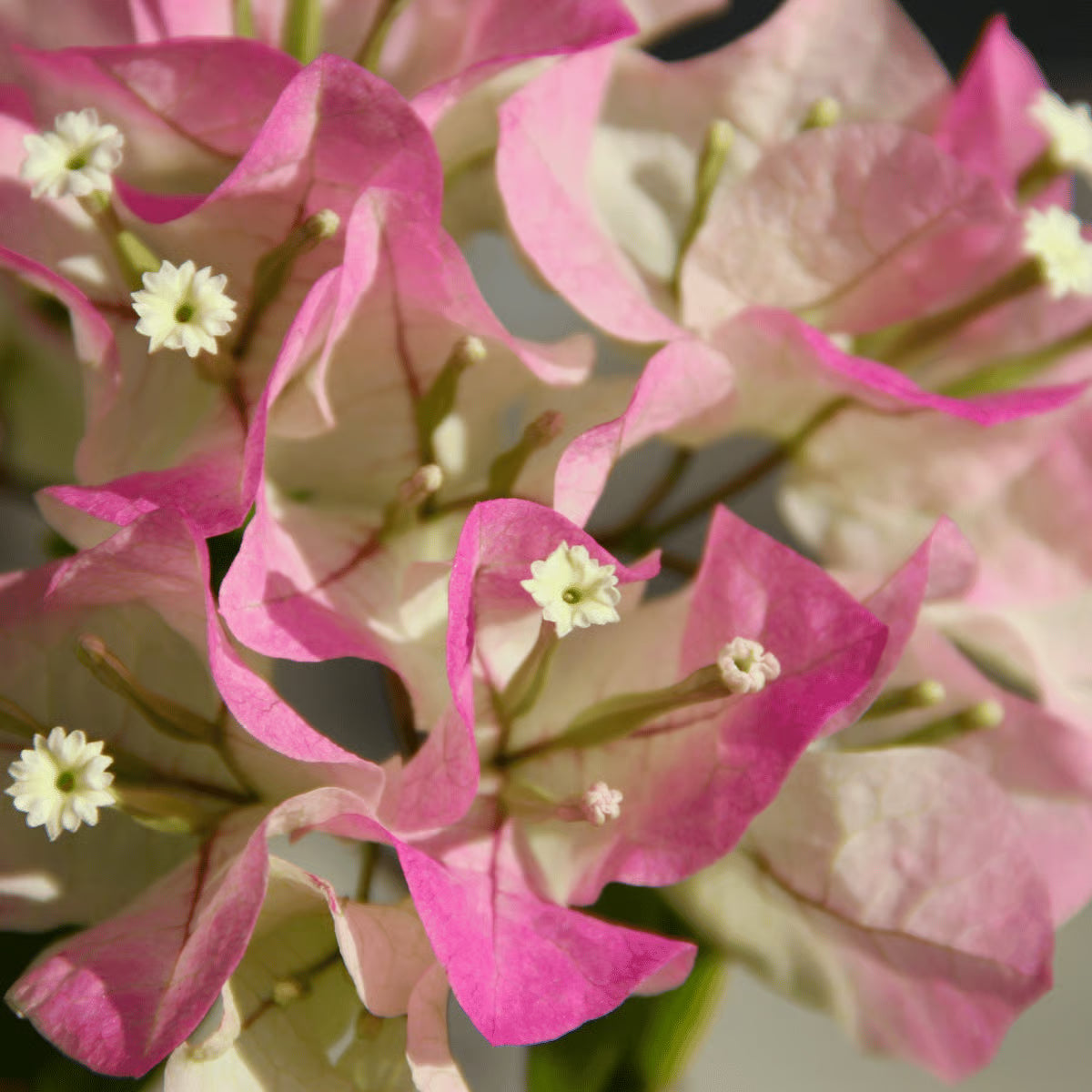 Variegated Bougainvillea – Pink Live Plant Sapling