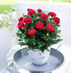 Rose Live Plant Sapling
