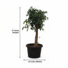 Makrand Ficus Bonsai