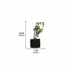 Variegated Bougainvillea – Purple Live Plant Sapling