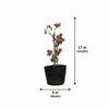 Variegated Bougainvillea – Mixed Colour Live Plant Sapling