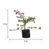 Variegated Bougainvillea – Pink Live Plant Sapling