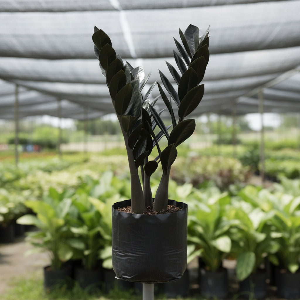 Black  ZZ Indoor plant