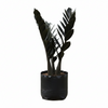 Black  ZZ Indoor plant