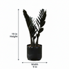 Black  ZZ Indoor plant