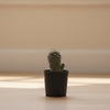 Cactus V3 Indoor Plant