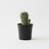 Black  ZZ Indoor plant