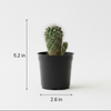 Black  ZZ Indoor plant