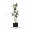Madhu Kamini Live Plant Sapling