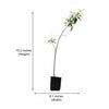 Sandalwood Live Plant Sapling