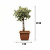 Makrand Ficus Bonsai
