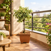 Makrand Ficus Bonsai