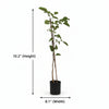Red Sanders Live Plant Sapling