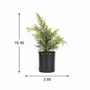 African Variegated Juniper Live Plant Sapling