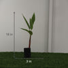 Heliconia Rostrata Live Plant Sapling