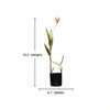 Variegated Heliconia Live Plant Sapling