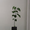 Honge Live Plant Sapling