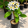 Alba Champa  Live Plant Sapling
