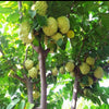 Custard Apple NMK Gold Live Plant Sapling
