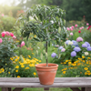 Thothapuri Mango Live Plant Sapling