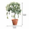 Thothapuri Mango Live Plant Sapling