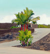 Red Lipstick Palm Live Plant Sapling