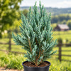 Silver Pine Live Plant Sapling
