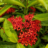 Ixora Live Plant Sapling