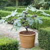 Turkey Fig Live Plant Sapling